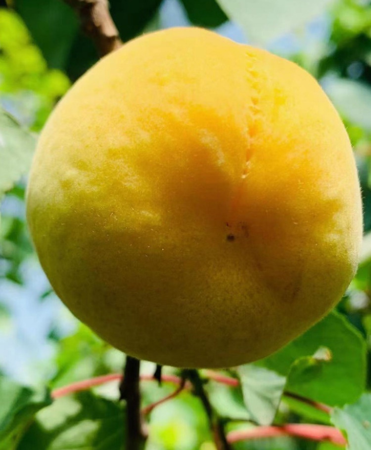 阳高大接杏山西大同大吉杏新鲜水果大黄杏京杏 现摘酸甜杏子 顺丰 5斤