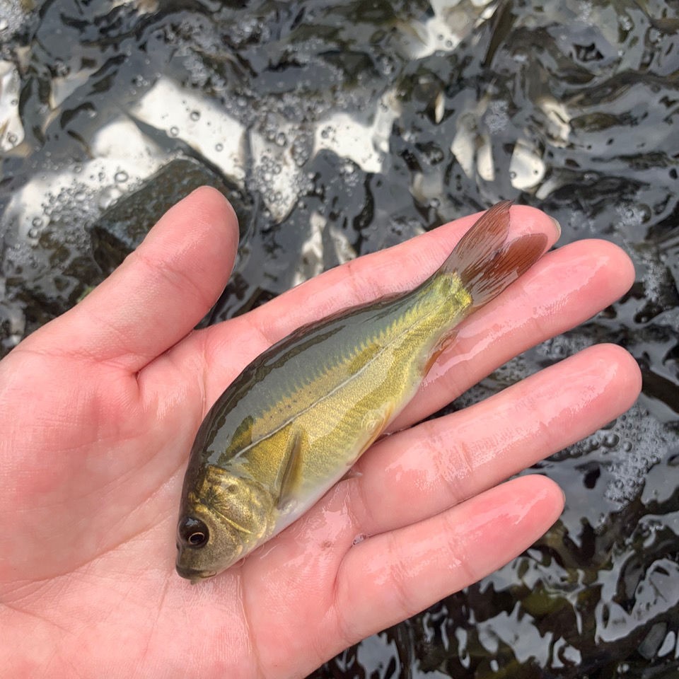 没有鳞片的鱼好养殖的鱼渔场直发 裸鲤鱼苗4-7厘米50条送5条【图片