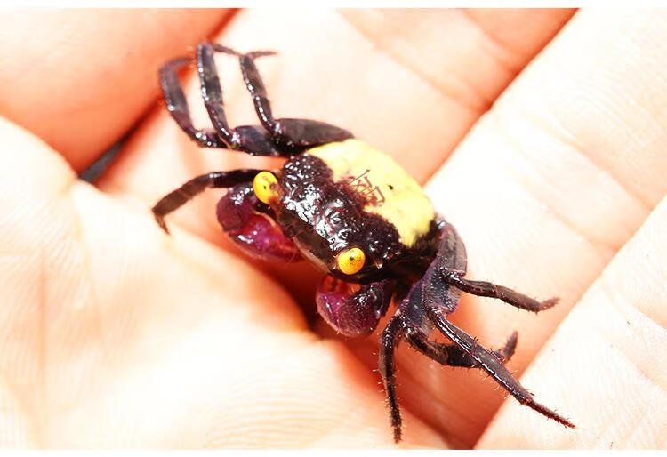 【安小离】印尼恶魔蟹热带观赏蟹淡水蟹黄眼吸血鬼红火焰甜橙小丑宠物