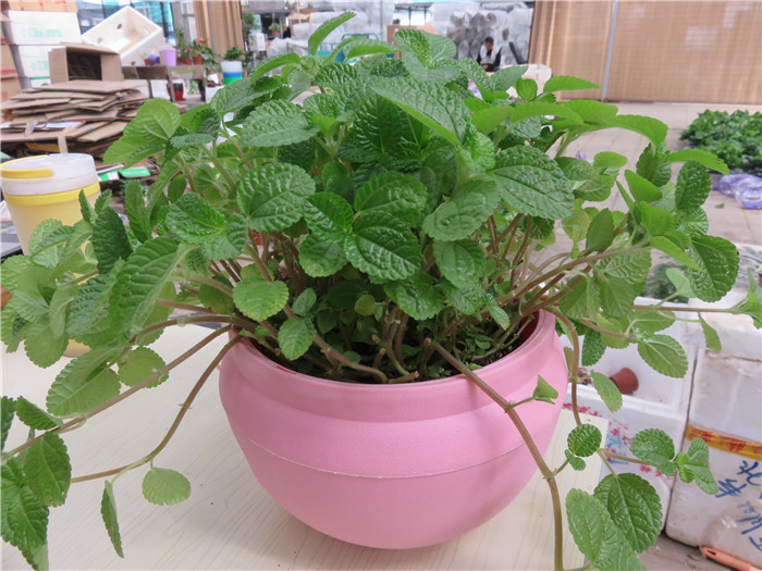 吸毒草吊篮兰柠檬香蜂草皱叶薄荷净化空气吸甲醛好养花卉盆栽 薄荷 不