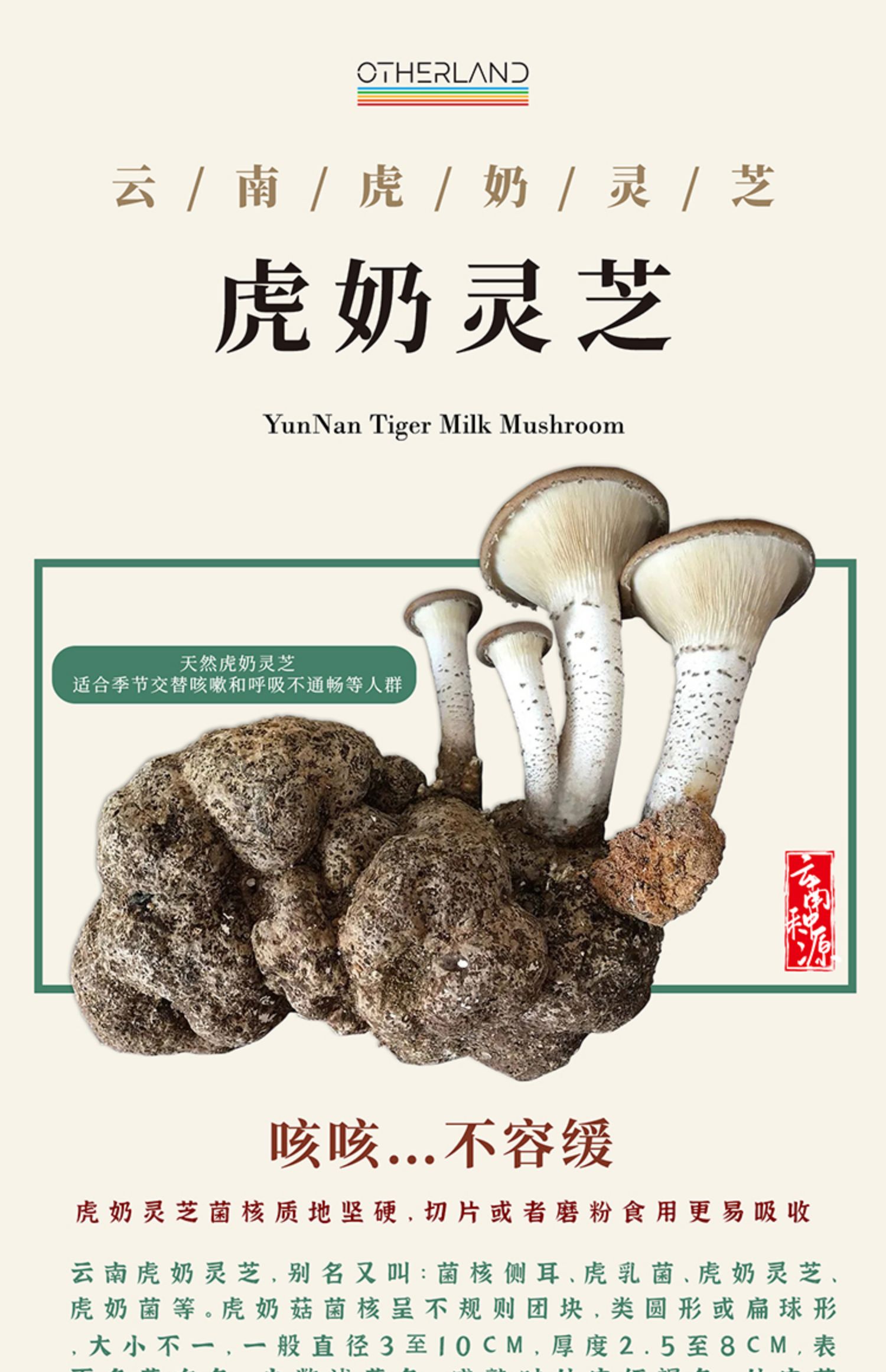 北京同仁堂原料云南野生虎奶菌咳嗽食用农产品好品质虎乳菌100g菌片药