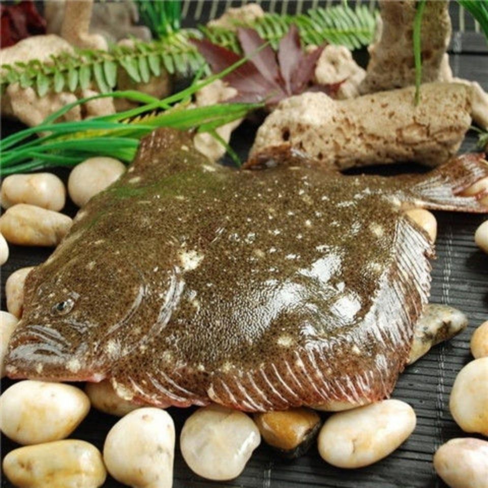 海捕多宝鱼比目鱼冷鲜批发 诺斯食美 5条 每条8两到1斤【图片 价格