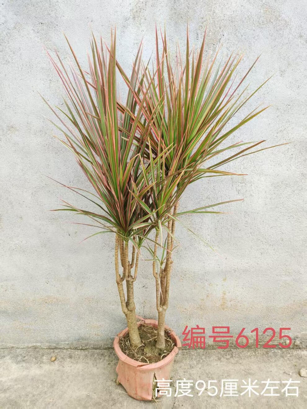 e14bc5d04ab79579.jpg