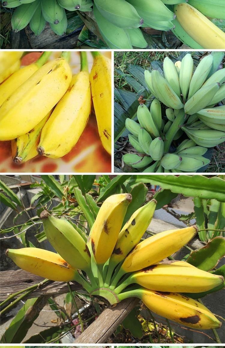 媚调广西牛角蕉芭蕉牛蕉大蕉大芭蕉牛角蕉净重新鲜香蕉水果酸甜香蕉