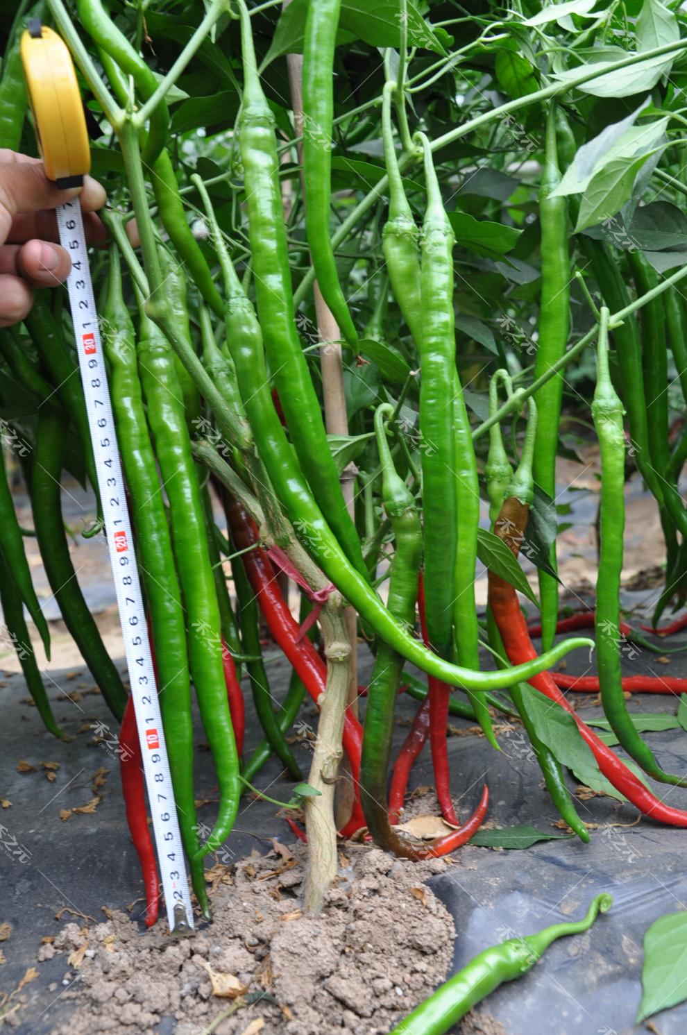 线椒种子超辣高产辣椒超长四季辣椒种籽盆栽南方种苗蔬