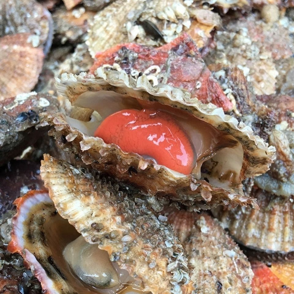 扇贝鲜活港湾贝带壳超大扇贝海鲜水产海捕贝类四斤 5斤货肉大新鲜