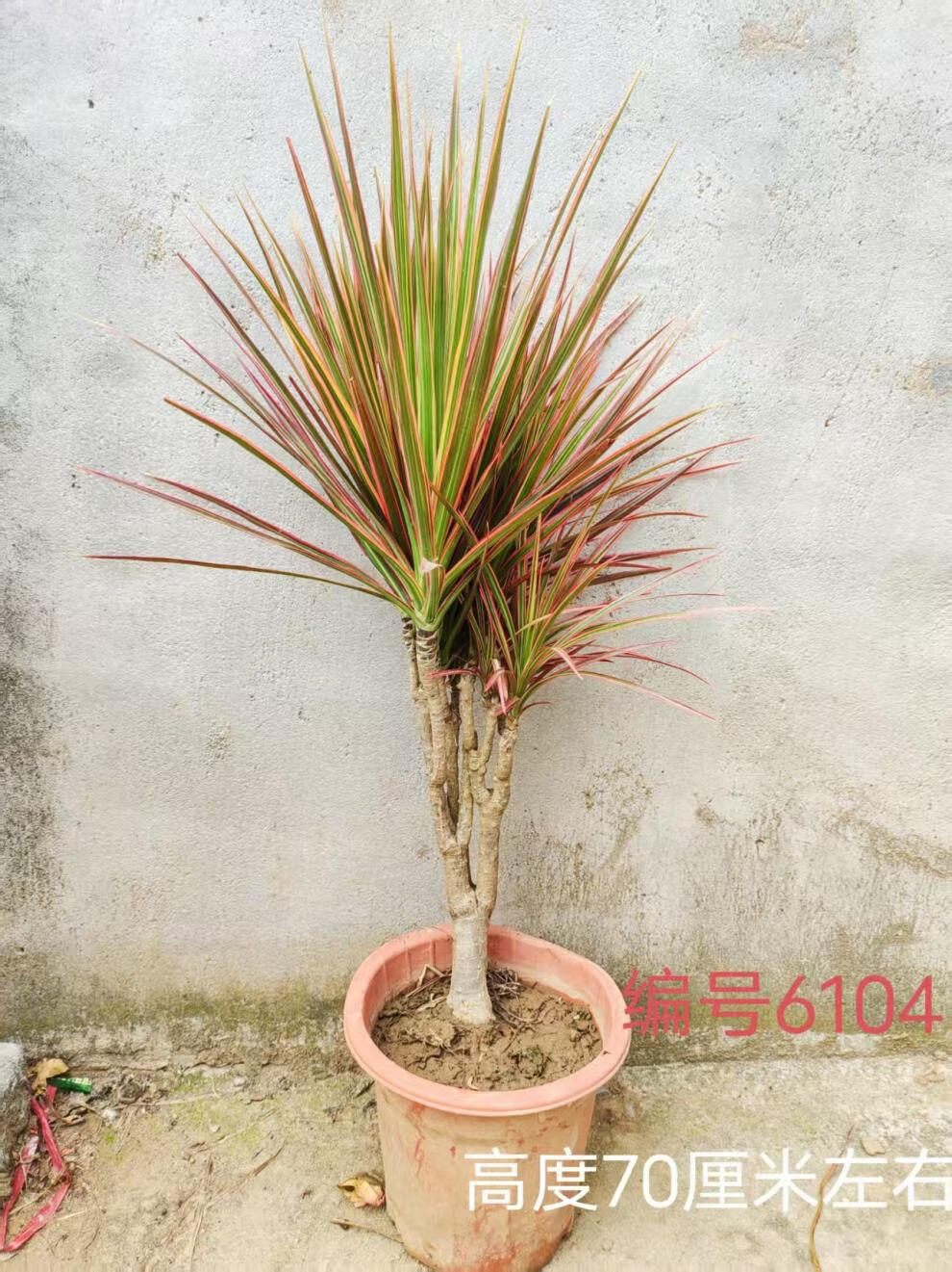 e1f8d0217ef12cbd.jpg