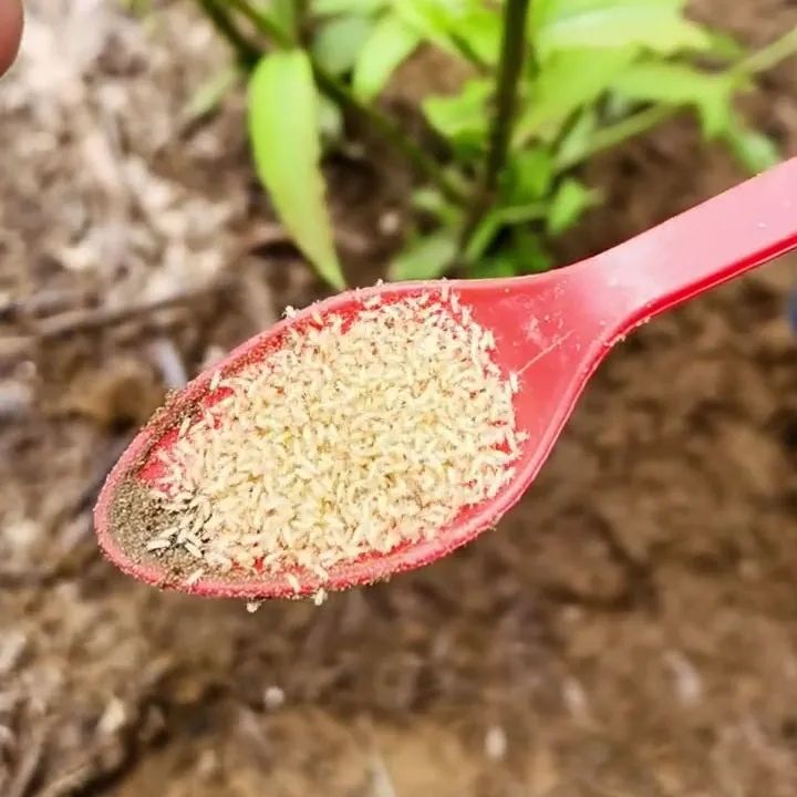 蝉蚁幼虫金蝉养殖孵化知了猴种苗种卵 金蝉苗枝条10支非幼苗【图片