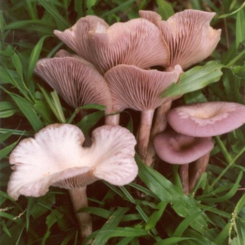 紫花脸250g阿尔山白花脸蘑菇紫香蘑东北特产穿绳晾晒 250g【图片 价格