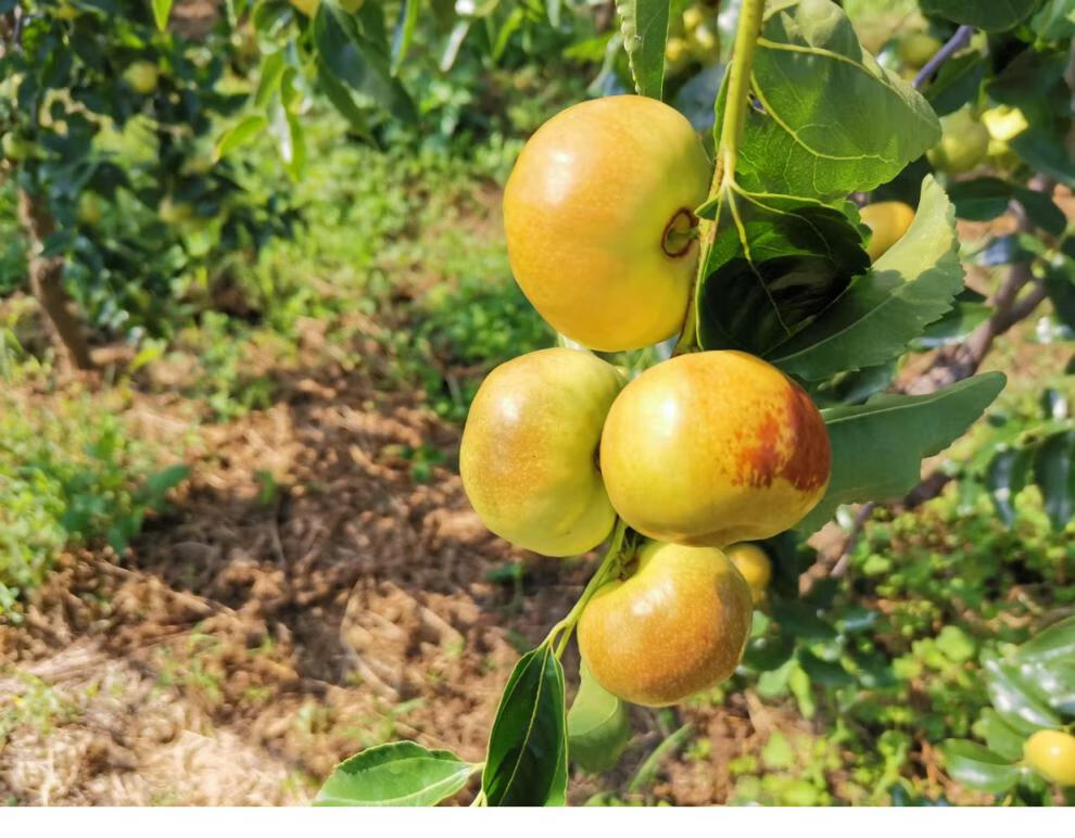 颜曼箐 云南扁枣蜜枣高原蟠枣冬枣青枣新鲜枣水果 酥脆甜 肉厚核小2斤