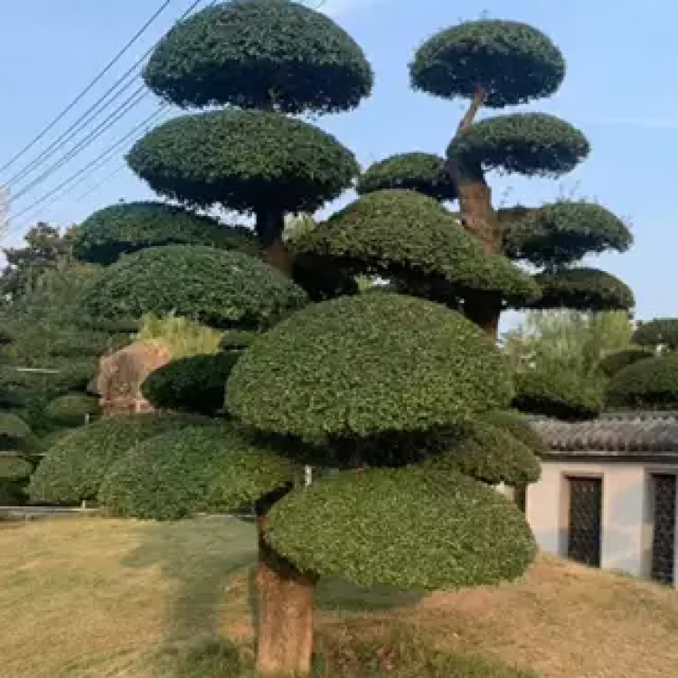 cc80d05285c032cc.png
