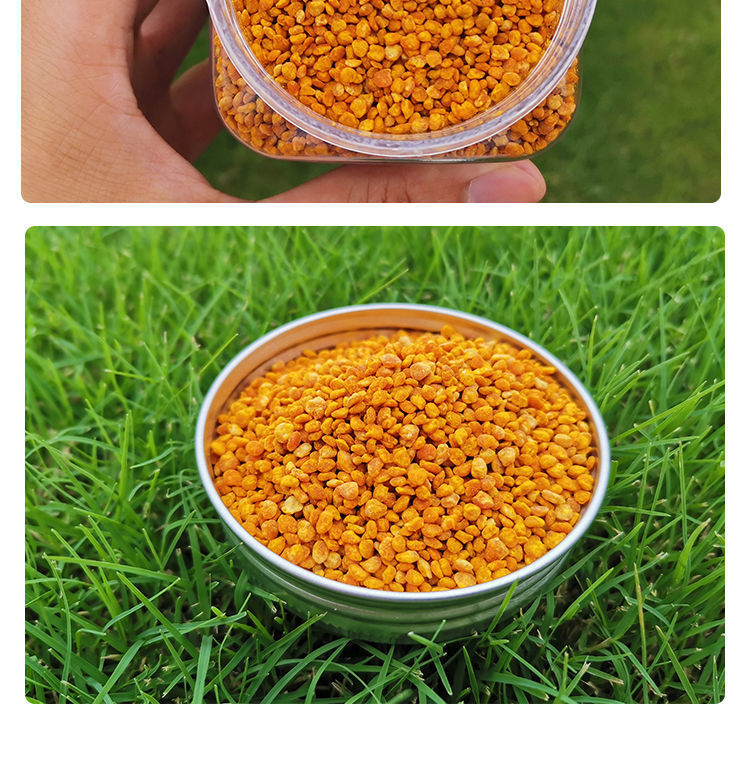 新鲜茶花粉茶花蜂花粉茶花粉食用茶花粉批发蜜蜂花粉 茶花粉500g