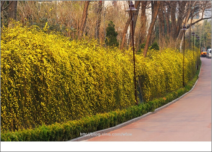 连翘花苗黄老虎苗黄金枝金钟罩迎春花苗庭院绿篱围栏绿化观赏植物2个