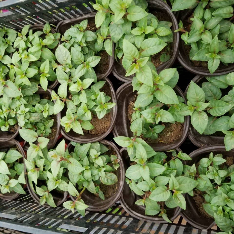 倒挂金钟盆栽垂吊花卉木本灯笼花苗室内绿植灯笼花盆栽一颗烈焰金钟不