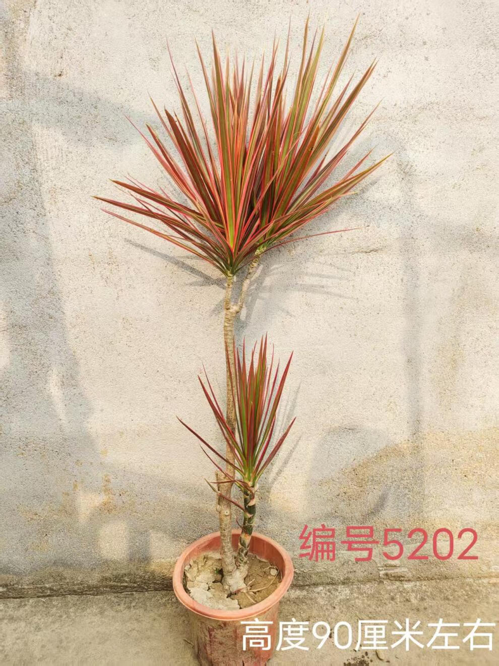 2a2ad91c56614459.jpg