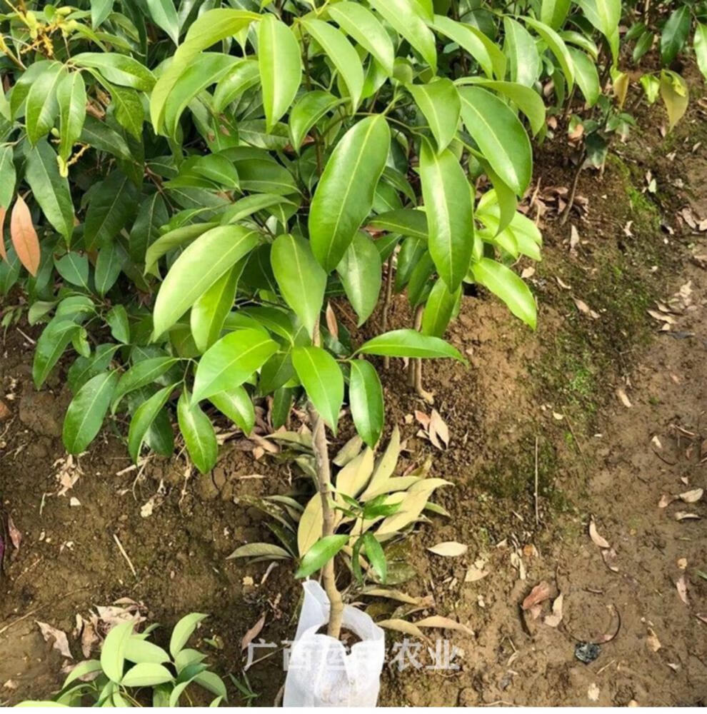 观音绿荔枝冰荔荔枝苗嫁接苗新品种仙进奉观音绿荔枝树苗盆栽带土叶