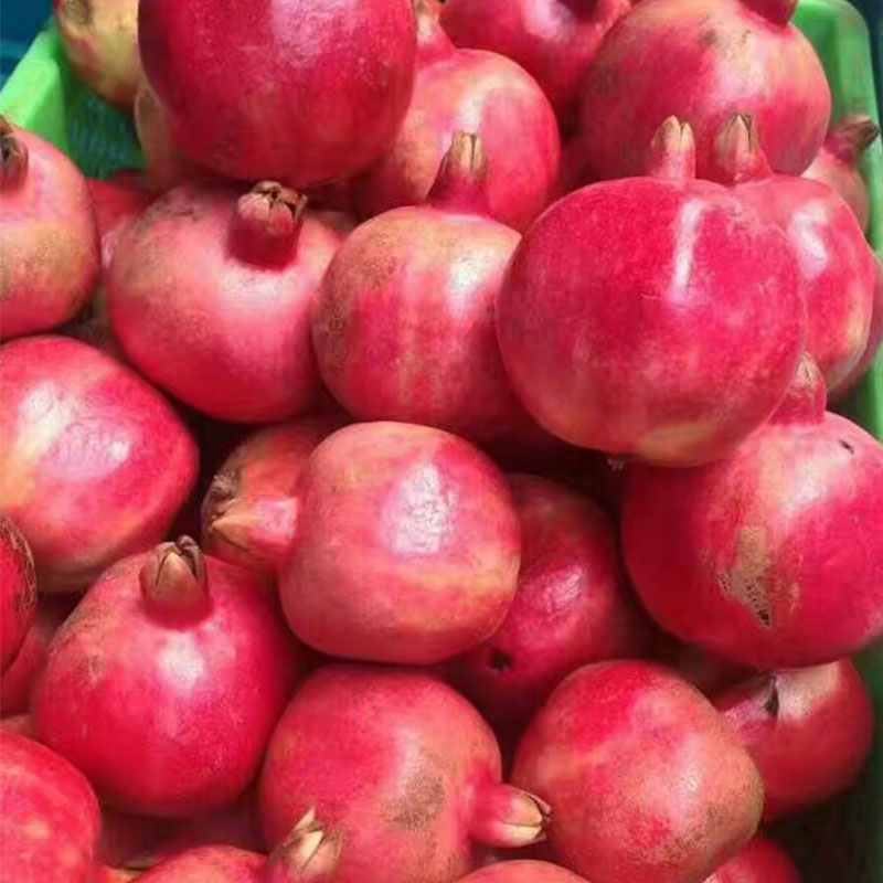 云南建水酸甜石榴 酸酸甜半口口感 孕妇水果 5斤 特大果(单果重约300