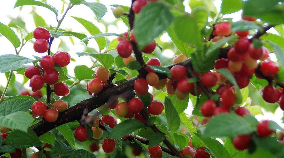 耐寒东北小樱桃野生山樱桃树苗南特大北方地栽盆栽种植当年结果苗10年