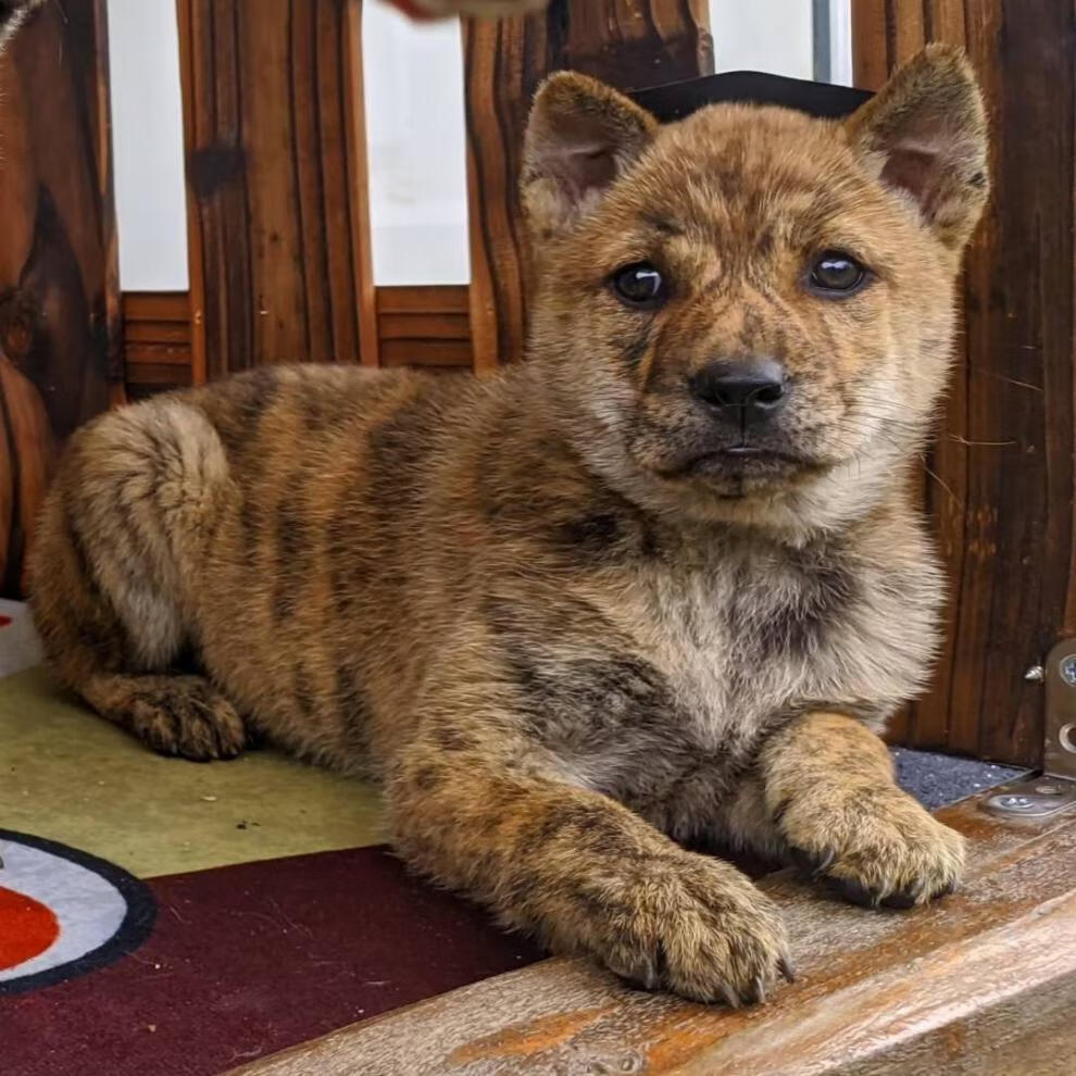 广西五黑犬中华田园犬黑狗金钱尾铁包金土猎幼犬纯种土狗看家护院