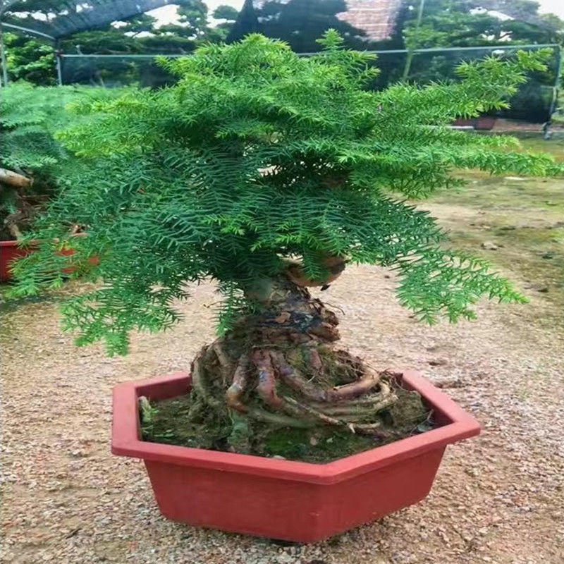 大型澳洲杉盆景树桩室内客厅四季常青澳洲松盆栽植物不含盆 大号高度