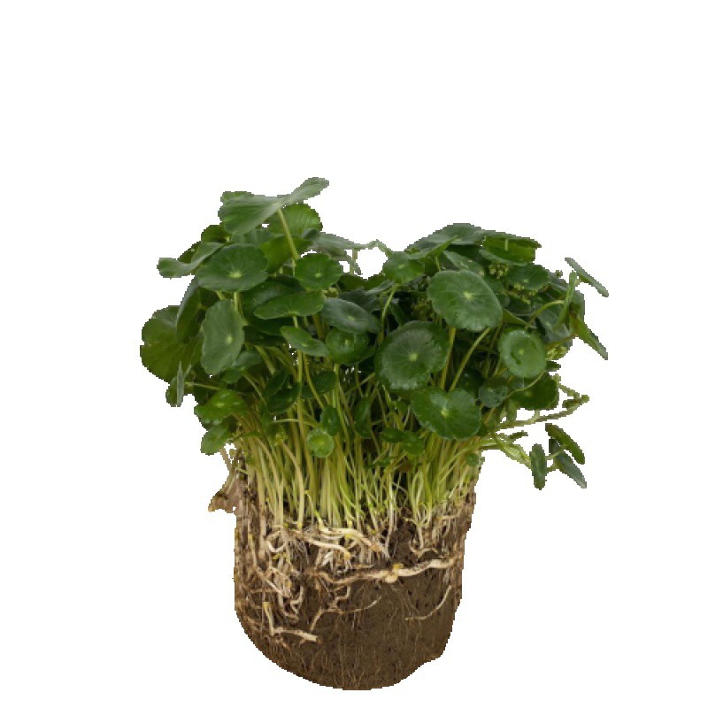 铜钱草水培植物办公室桌面盆栽金钱草花卉绿植d7 铜钱草一盆(150根茎)