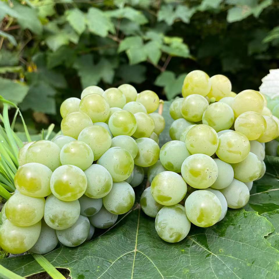 云南水晶葡萄新鲜现摘香水葡萄当季孕妇水果甜非无籽青提顺丰 2斤