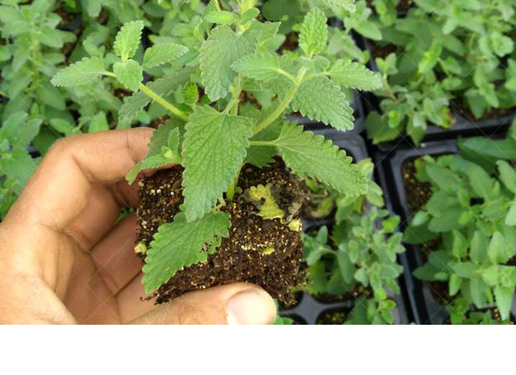 猫薄荷猫草盆栽种子种孑苗新鲜可食用薄荷叶香草苗观赏草q土培猫草