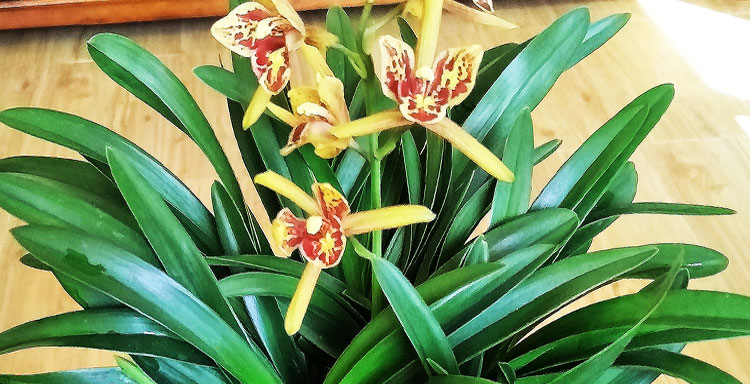 红蝴蝶矮种兰花苗浓香宽叶小花盆栽室内 四季常绿 好养兰花 阳台 兰花