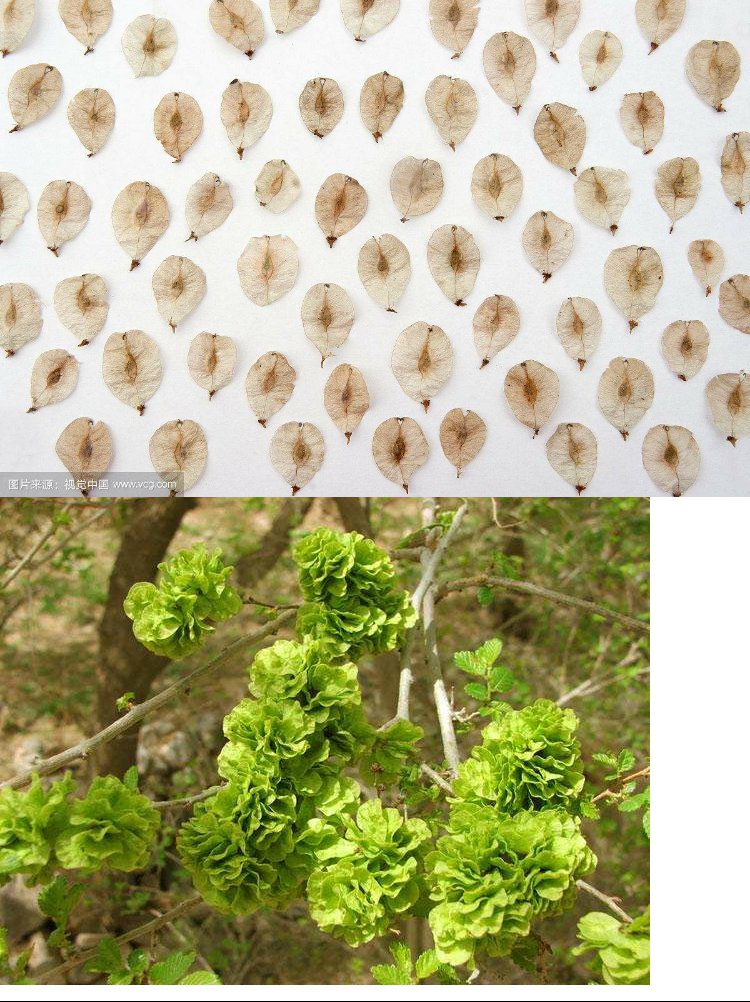 榆树墙种子榆树的种子白榆树种子榆树钱金叶榆榔榆种子白榆种子半斤