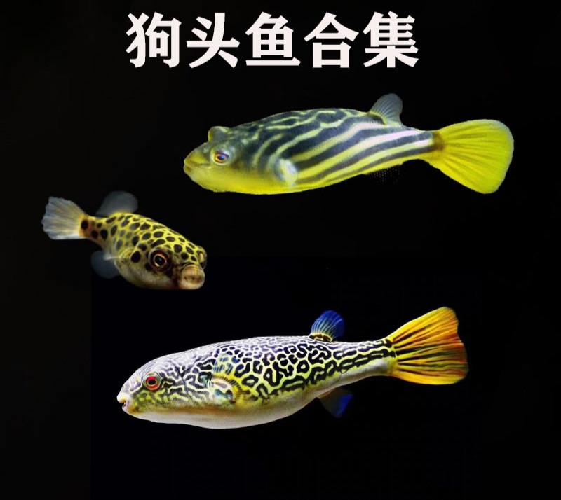 秋颖 狗头鱼 斑马狗头鱼 皇冠狗头鱼 麒麟狗头鱼 超萌斑马狗头鱼 全品