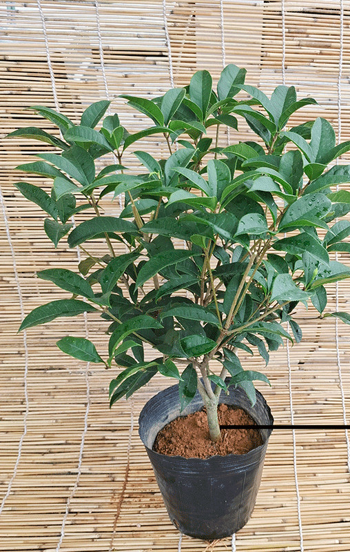 桂花盆栽花卉植物室内花天香台阁四季开花香阳台庭院树苗主图款5年苗