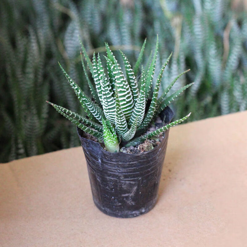 【】条纹十二卷多肉植物芦荟仙人掌办公室内桌面小盆栽 十二卷 光棍树