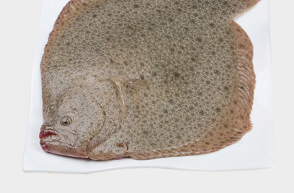 富铭士 新鲜海捕多宝鱼新鲜速冻海鲜水产鲜活比目鱼个大鸦片鱼海鱼