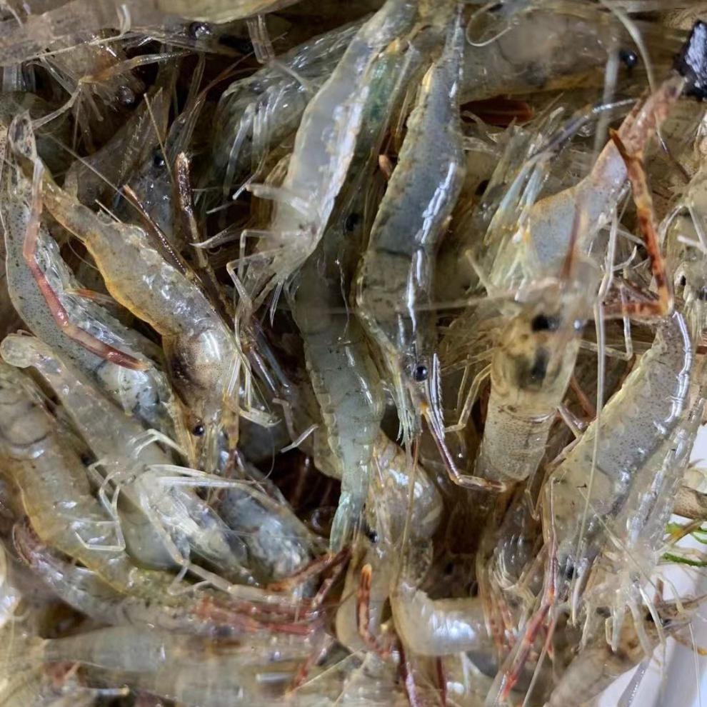 小河虾淡水新鲜青虾水产急冻小草虾醉虾批发 禧客鲜 河虾4-6厘米250g