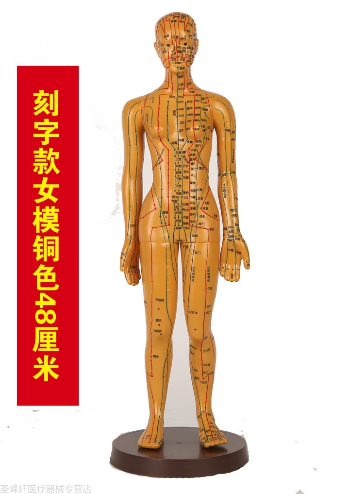 中医经络图针灸人体穴位模型按摩教学全身男女小人铜人超清晰刻字