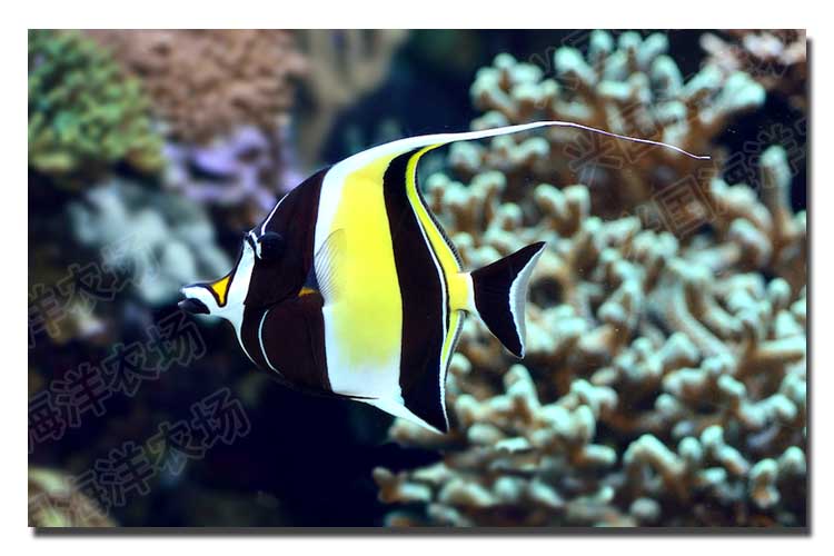 神像角蝶鱼活体海水鱼开口饲料海缸观赏宠物鱼优美快递包活神像未开口