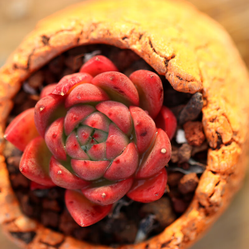 红女巫多肉植物胭脂东云系 红色办公室阳台绿植 327-500石化雪爪 裸根