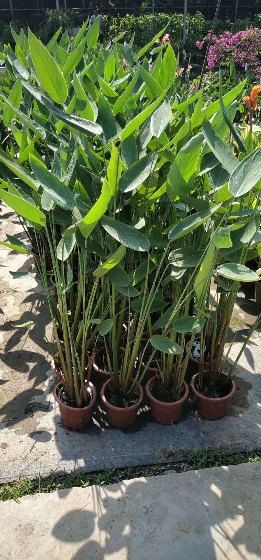 再力花盆栽绿植庭院水生绿化净化水质花河道公园别墅鱼池水生植物 再