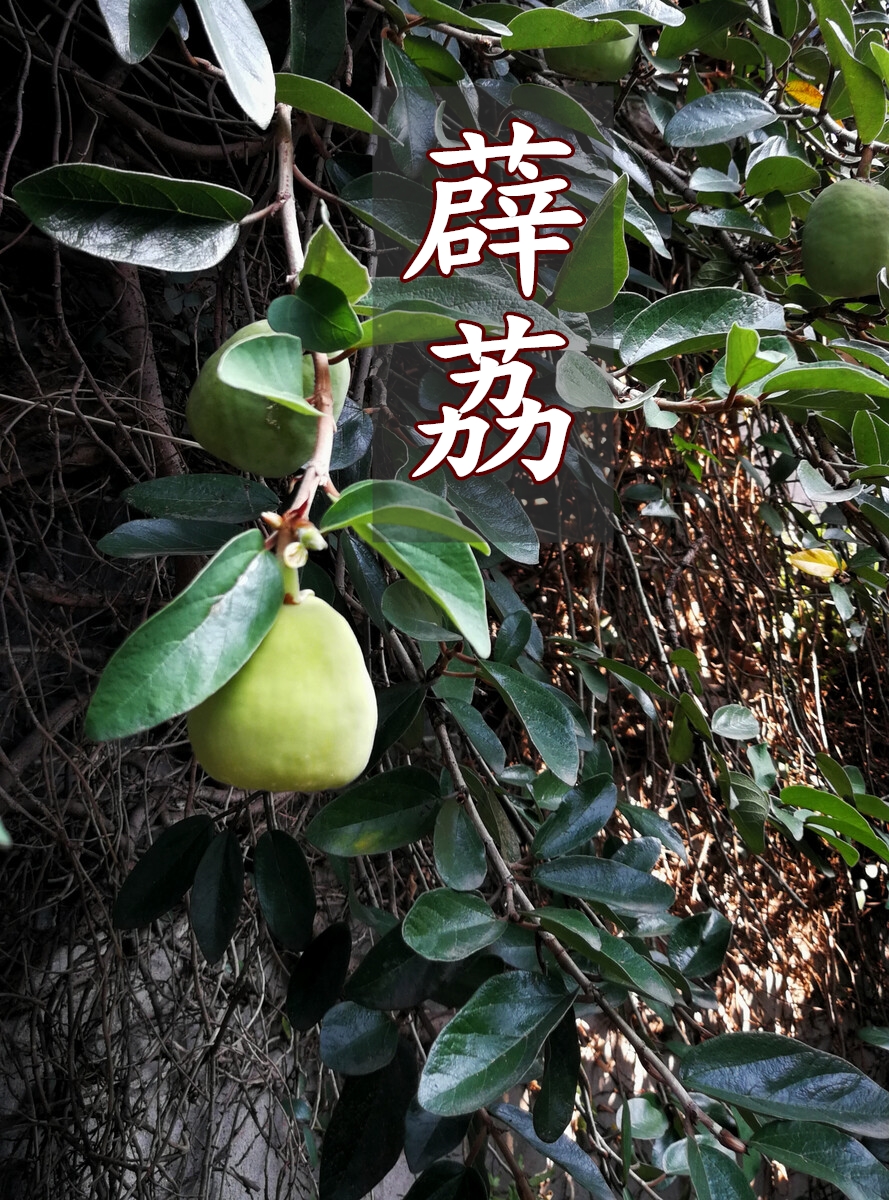 贵州特产野生冰粉籽25g*10袋手搓薜荔籽免石灰清凉小吃凉粉爱玉籽