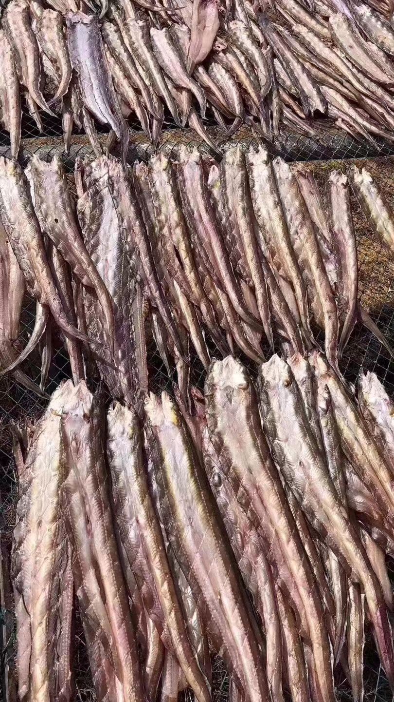 舟山野生沙鳗鲞油鳗干野生船晒六成干沙鳗整条鳗鱼肉特产海鲜干货 大