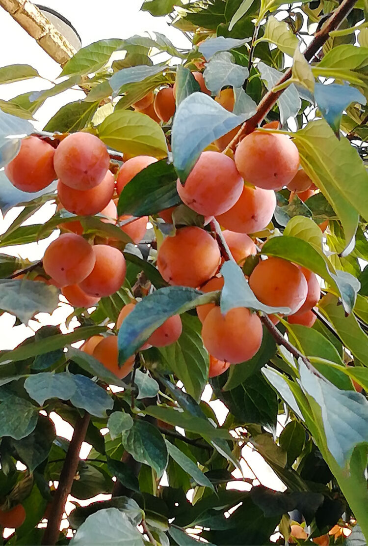 陕西西安特产火晶柿子火罐甜软野生新鲜水果蜜柿临潼当季果 24枚实惠