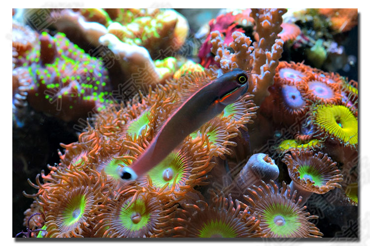 小丑虾虎活体海水鱼宠物观赏鱼海缸珊瑚缸安全除藻吃藻生物西瓜刨快递