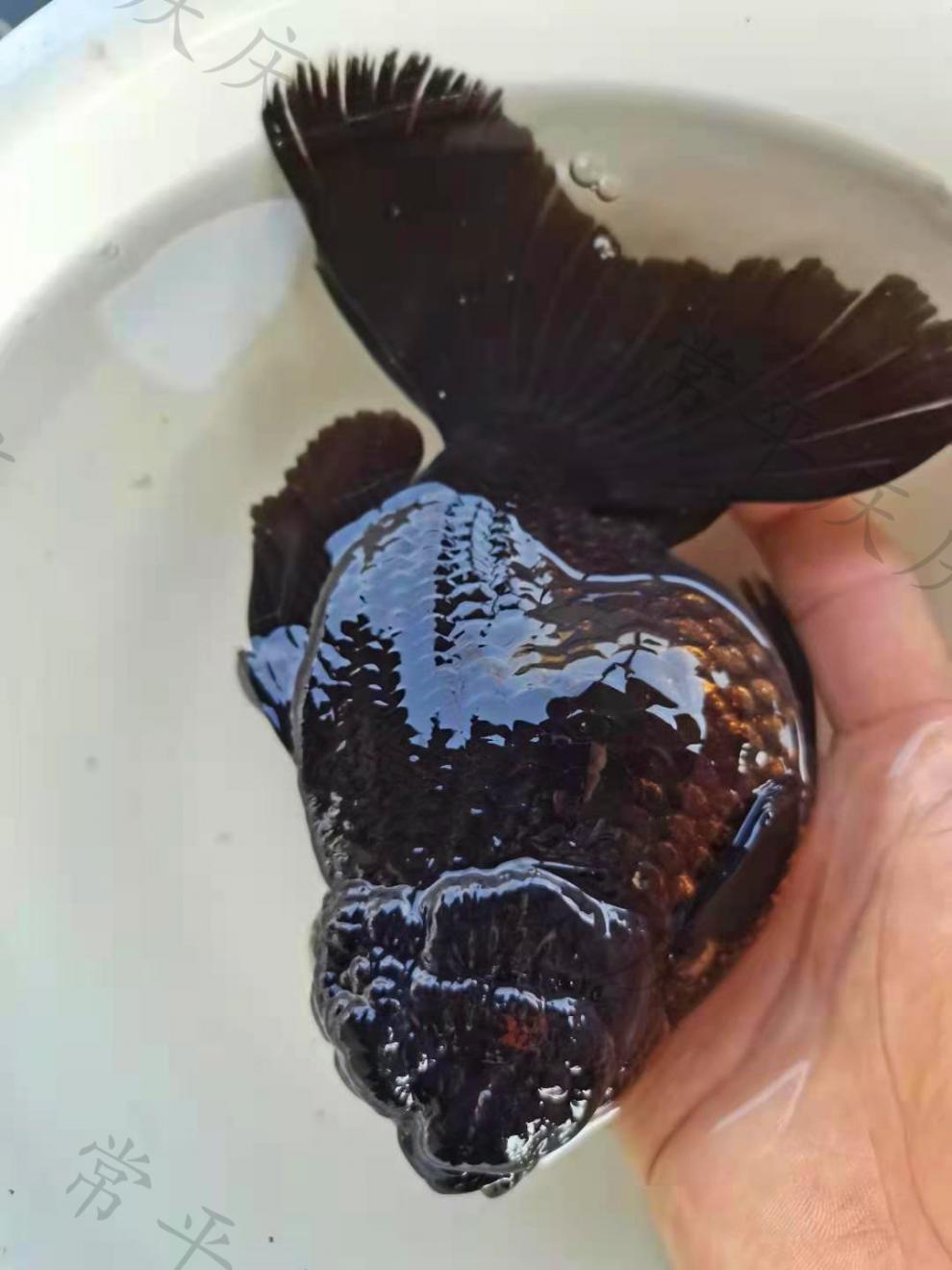 朵芮蜜黑泰狮原泰百褶裙金鱼活鱼淡水冷水观赏鱼水族宠物国狮包活 6