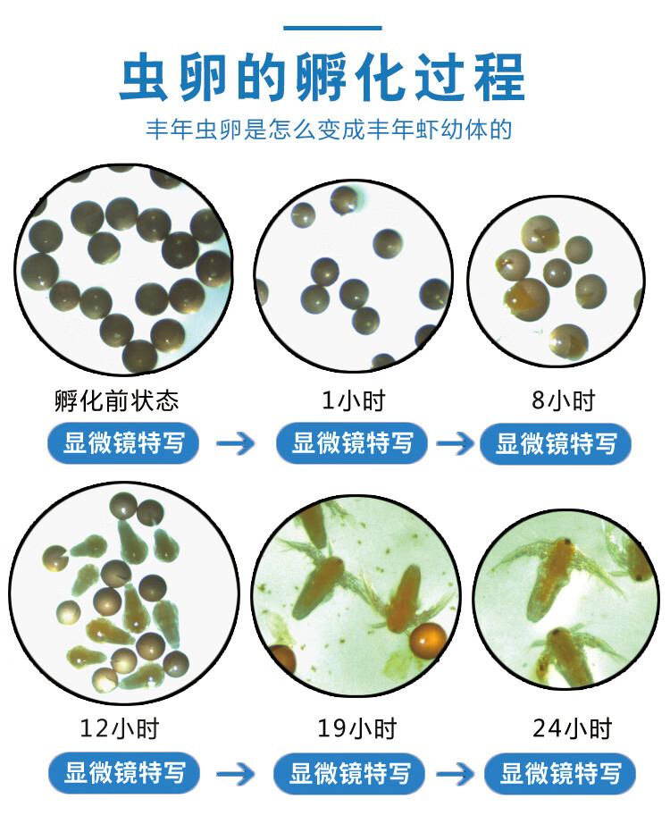 丰年虾卵新卵可孵化丰年虾卵孵化率大红西藏丰年虾卵大红卵鱼粮鱼饲料