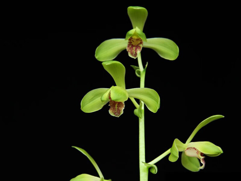 老种蕙兰大一品兰花苗国兰室内盆栽花卉浓香大一品4苗连体不含盆