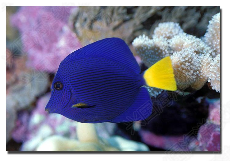 紫吊 活体海水鱼 观赏鱼宠物鱼紫倒吊海缸除藻食藻美国进口开口快递包