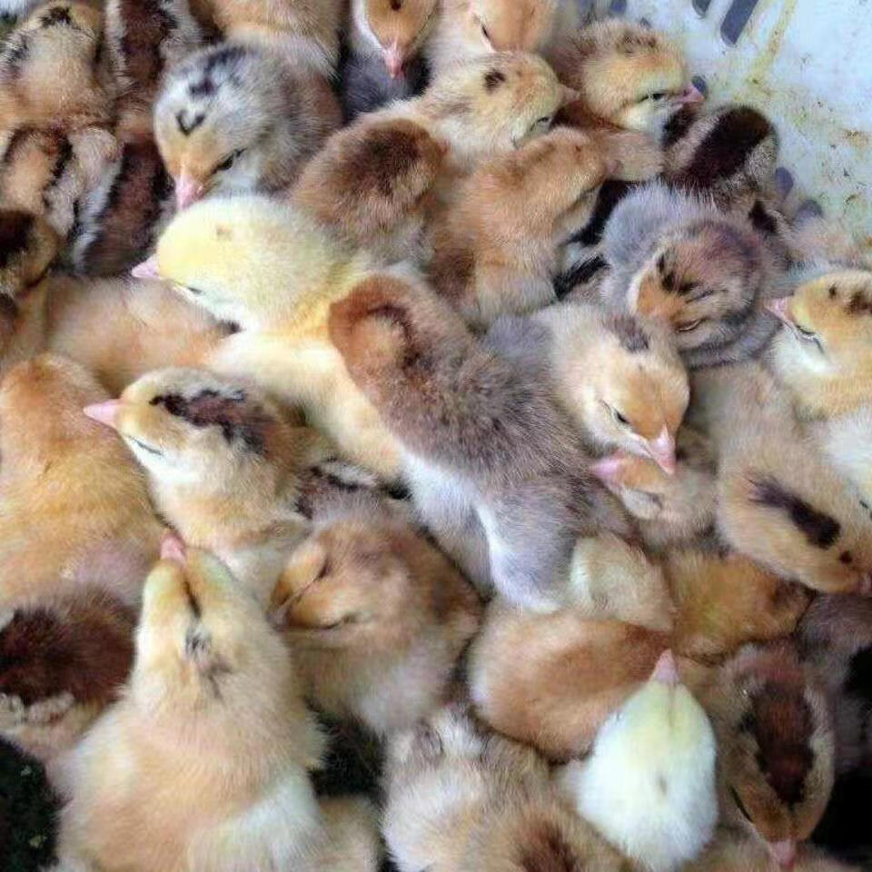 京东推荐土鸡苗幼苗小鸡仔大种九斤红产蛋王五黑鸡苗绿壳蛋鸡苗麻鸡