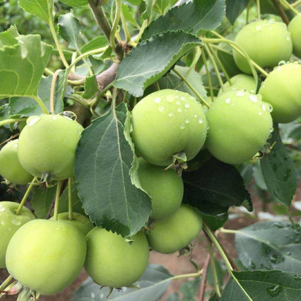 东北沙果海棠果特产纯沙果水果新鲜现摘孕妇应季小苹果儿时回忆3斤装