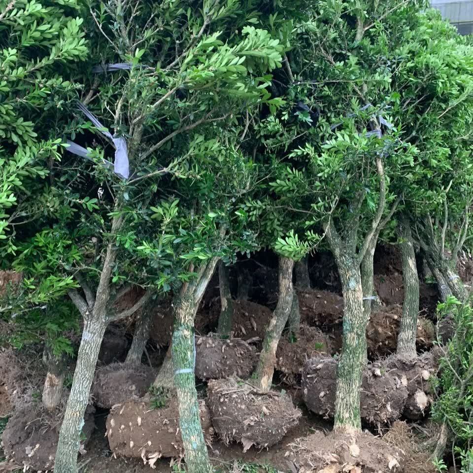 福建小叶皱皮雀舌黄杨龙鳞黑珍珠黄杨自家基地直发朵芮蜜2年龙鳞黑
