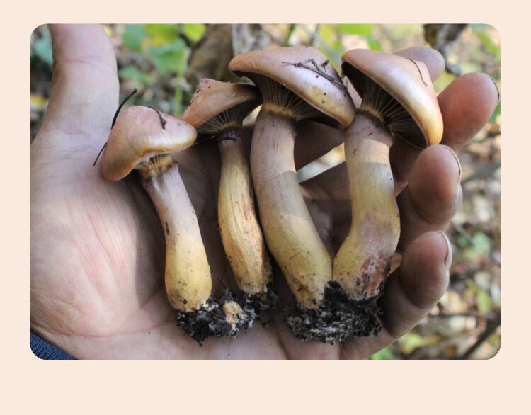 红蘑菇东北红菇500g长白山松树伞干货鸡血蘑菇肉蘑红松蘑 250g【图片